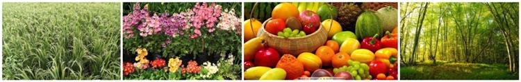 NPK 18-18-18具有广泛的应用。经济作物和农作物可以充分吸收养分，提高果实品质和坐果率，提高经济效益。